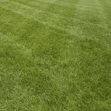 Lawn Care & Maintenance photo