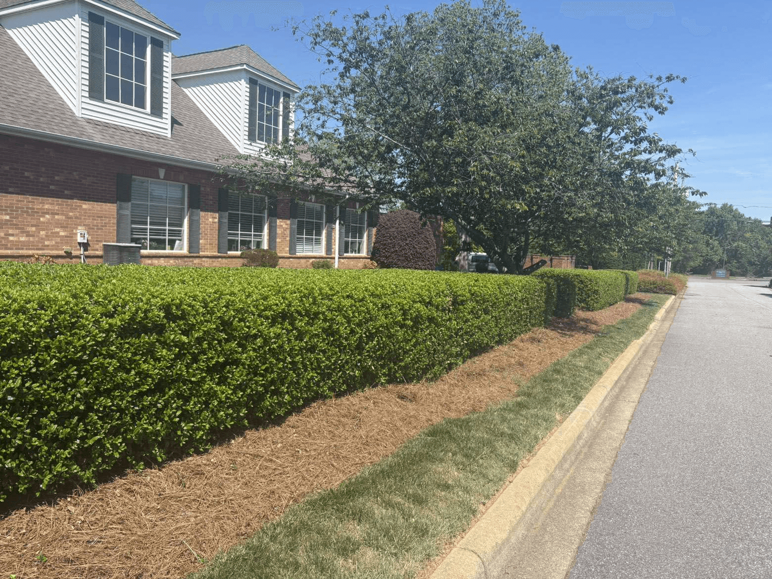 Bush Trimming, Lexington NC area