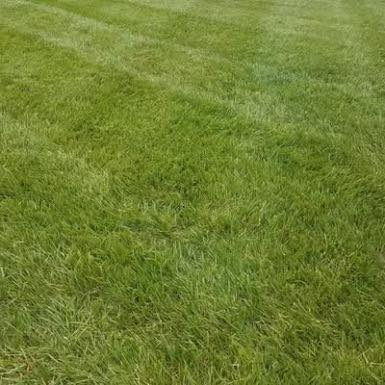 Lawn Care & Maintenance: Photo 2