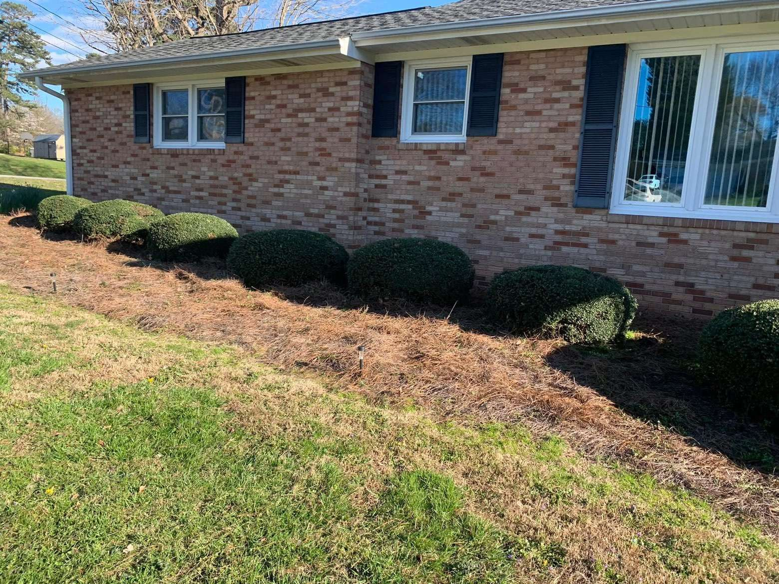 Bush Trimming: Photo 2