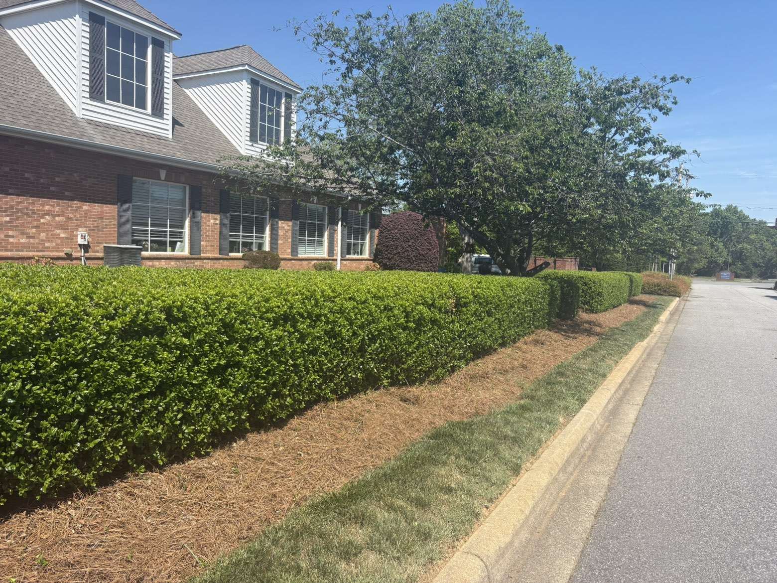 Bush Trimming: Photo 3