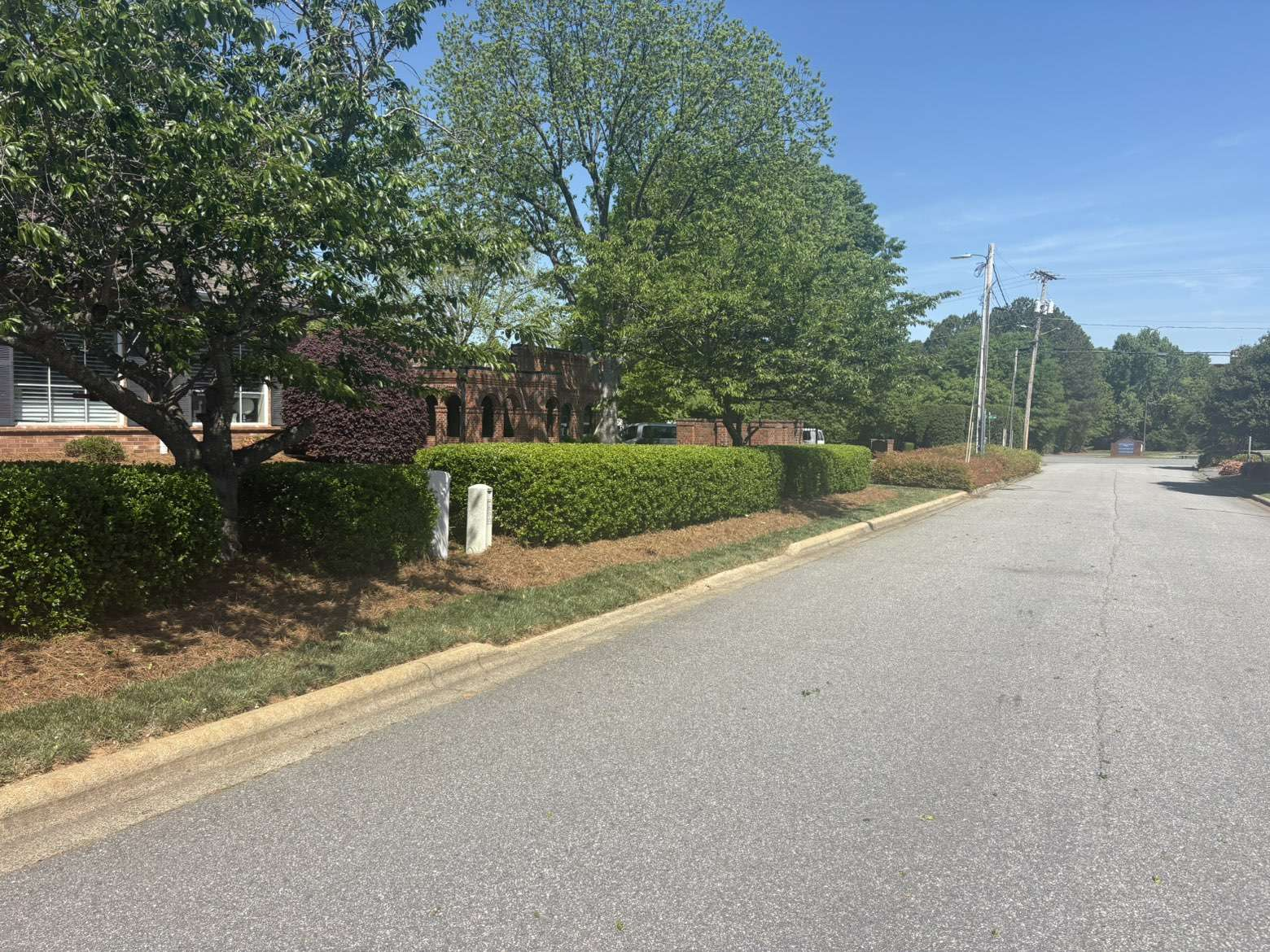 Bush Trimming: Photo 4
